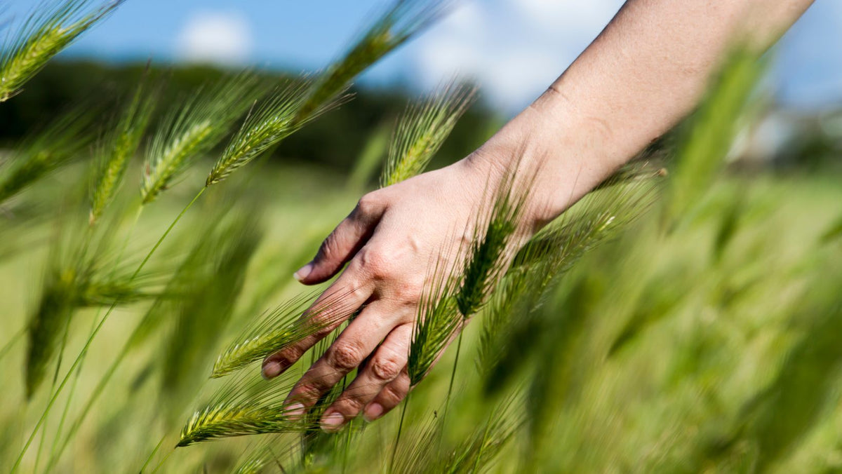 hands in nature 